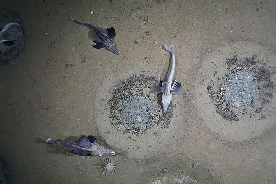 Icefish