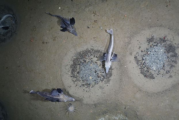 Icefish